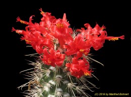 Mammillaria poselgeri 1531